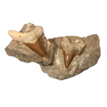 Fossilised Teeth